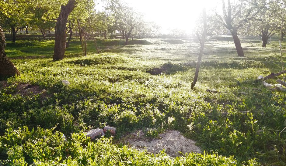 A bright and sunny forest clearing with lush greenery, perfect for nature-centric themes.