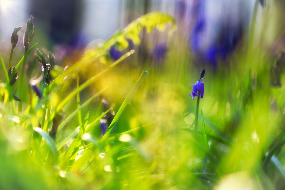 A beautiful close-up of blooming bluebell flowers in a lush, green spring meadow.