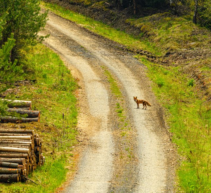 A red fox stands on a winding dirt road in a peaceful rural forest setting.