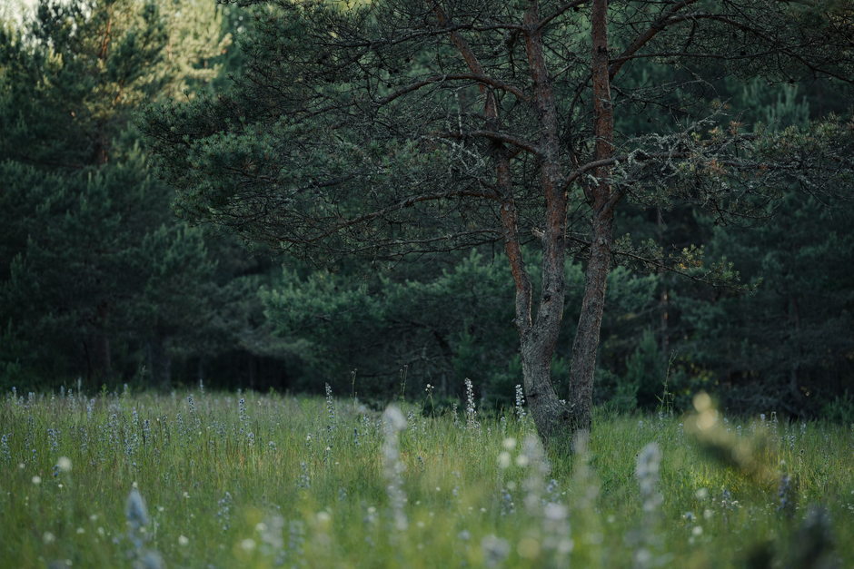 A tranquil meadow featuring pine trees and wildflowers under natural light, ideal for nature themes.