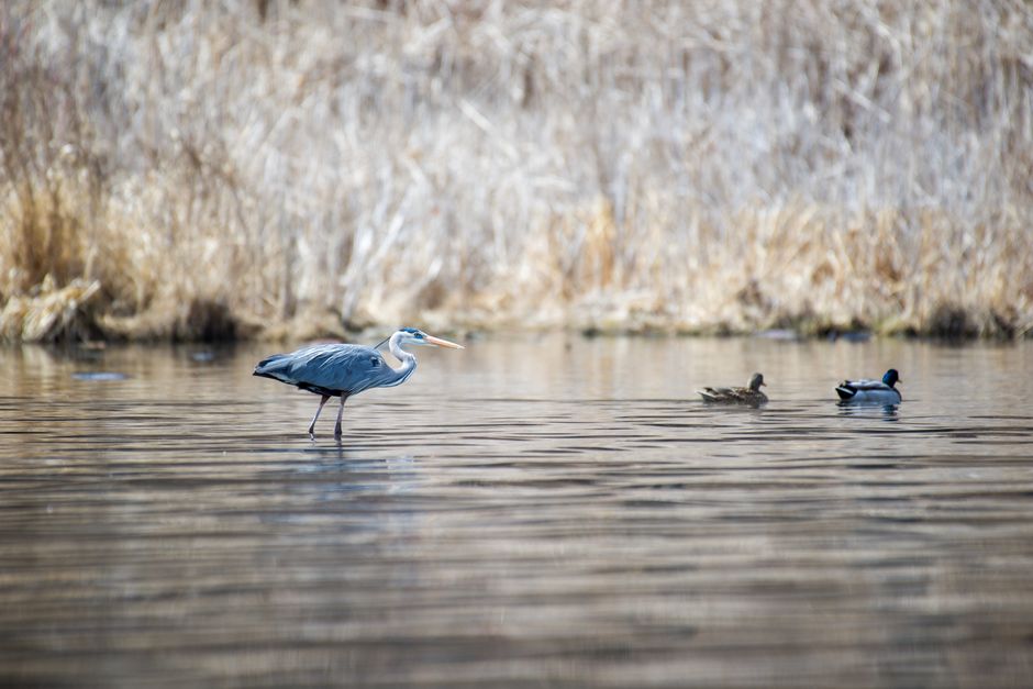 Great Blue Heron wading in a serene marsh alongside ducks. Perfect for nature and birdwatching themes.