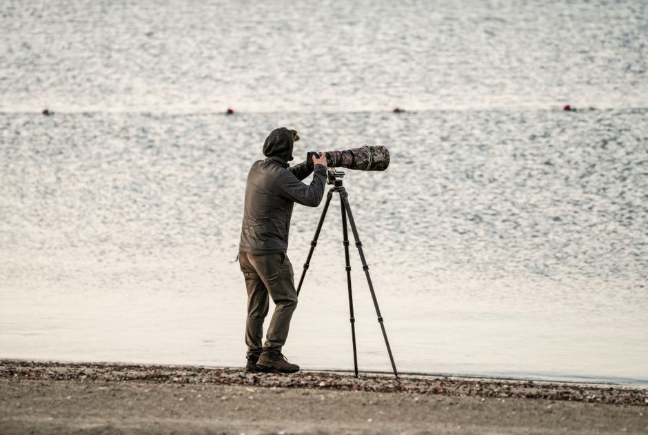 A wildlife photographer capturing nature with a telephoto lens on a beach in Stamford.