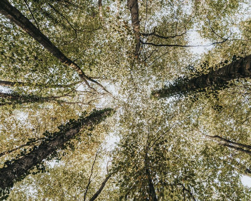 Looking up at a serene forest canopy, sunlight filters through lush green leaves and ivy-covered tree trunks.